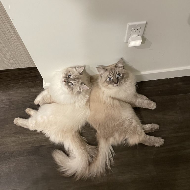 Siberian ragdoll hot sale mix